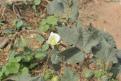 08-11-14 Désert du Thar, plantation de coton (6)