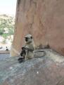 12-11-14 Fort d'Amber, Jaipur (46)