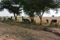 08-11-14 Désert du Thar, plantation de coton (1)