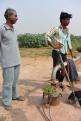 08-11-14 Désert du Thar, plantation de coton (9)