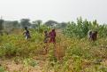 08-11-14 Désert du Thar, plantation de coton (8)