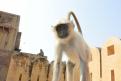 12-11-14 Fort d'Amber, Jaipur (40)