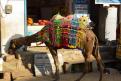 11-11-14 Pushkar (10)